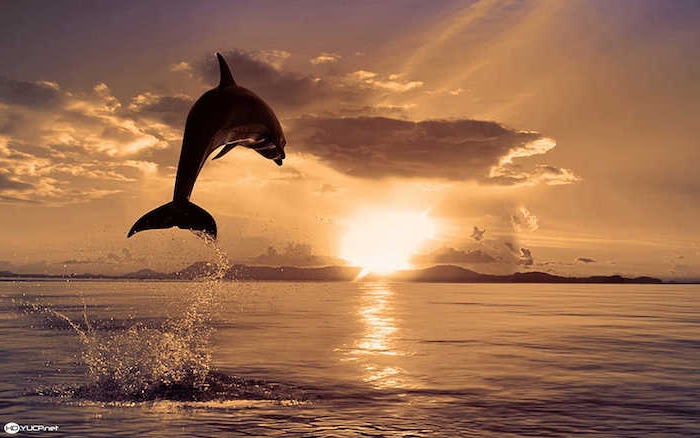 werfen sie einen blick auf diese idee zum thema delfine bilder - hier ist ein schwarzer delfin im sprung über dem meer und die sonne und viele wolken - zum thema delfine im sonnenuntergang