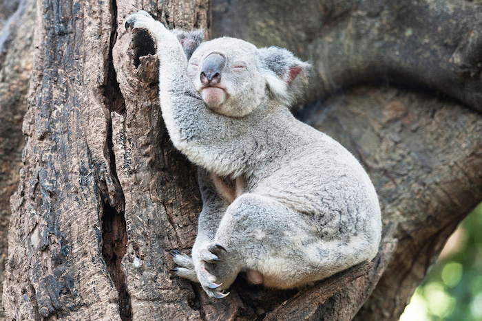 lustige gute nacht bilder - ein grauer kleiner schlafender koala mit einer großen schwarzen nase und ein baum