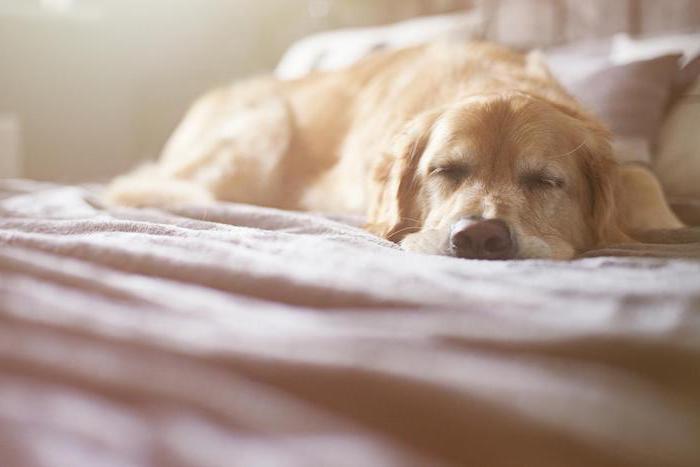 süße gute nacht bilder - hier ist ein bild mit einem gelben goldenen schlafenden hund mit einer schwarzen nase und ein bett