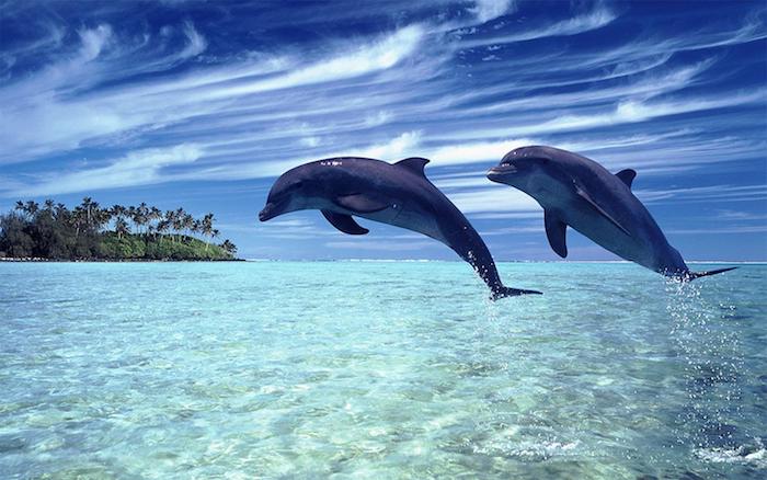 zu1m thema inspirierende delfine bilder - hier finden sie zwei graue große delfine im sprung über dem blauen wasser und insel mit vielen grünen palmen und einen blauen himmel mit weißen wolken