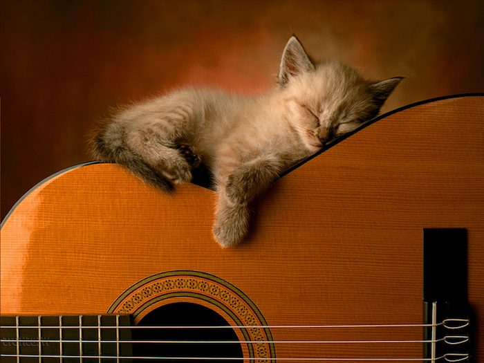 sehr kleine graue süße schlafende katze mit einer kleinen pinken nase und eine große orange gittare - lustige bilder gute nacht