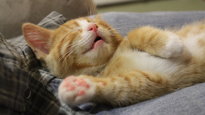hier ist eine kleine süße schlafende gelbe katz und ein bett - sehr süße gute nacht bilder für whatsapp