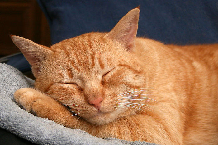 gute nacht mein schatz bilder - eine große orange schlafende katze mit einer pinken kleinen nase 