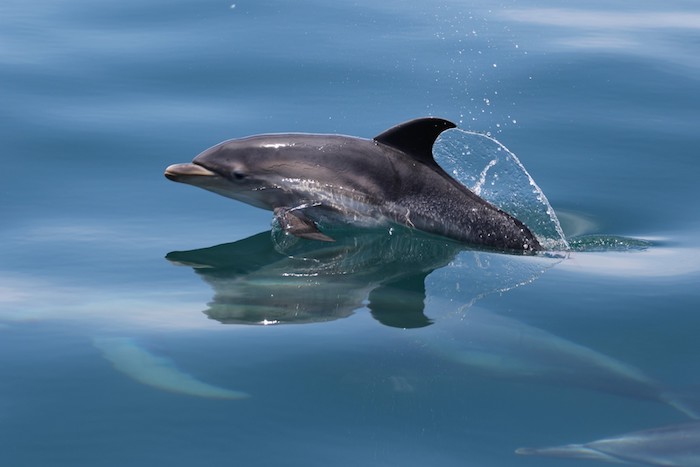 werfen sie einen blick auf diese idee zum thema bilder delfine - hier ist ein grauer delfin im sprung über dem blauen wasser des meers 