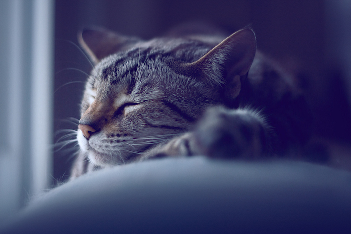 eine schlafende graue katze mit einer pinken kleinen nase - süße gute nacht bilder