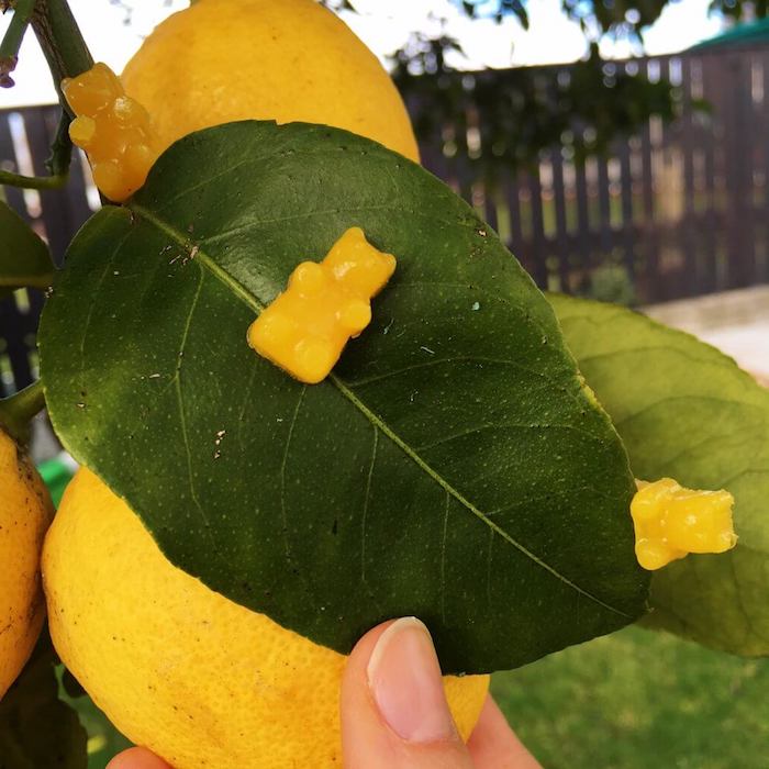 Gummibärchen selber machen in gelber Farbe aus Zitronensaft, dekorieren Zitronenbaum im Garten