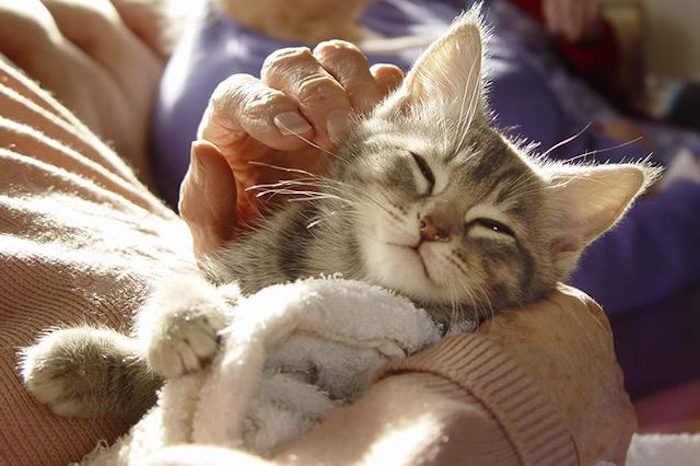 süße gute nacht bilder für whatsapp - eine kleine schlafende graue katze mit einer pinken nase und eine junge frau