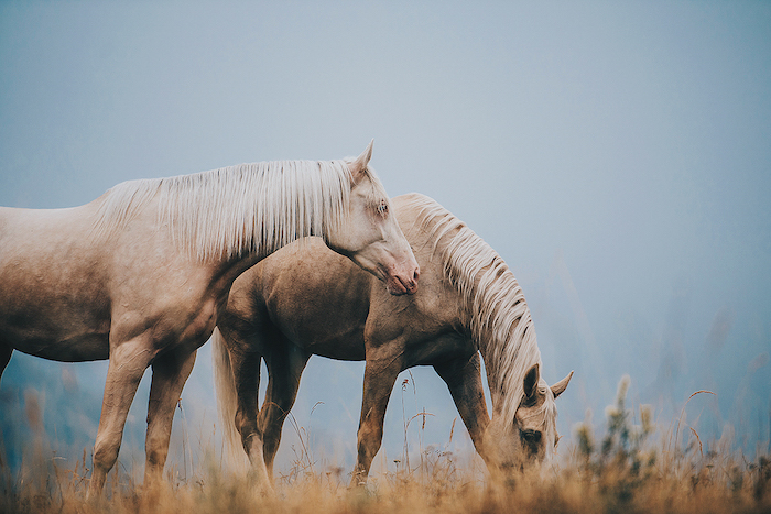 eine unserer ideen zum thema tolle pferdebilder und pferdesprüche - hier sind zwei schöne braune, wilde pferde mut schwarzen und blauen augen und einer weißen dichten mähne