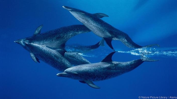 noch eine idee zum themabilder mit schwimmenden delfinen - hier sind zwei graue große delfine im meer miteinem blauen wasser