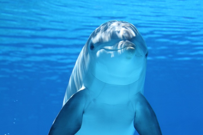 noch ein schönes bild mit einem schwimmenden delfin im meer mit einem blauen wasser - zum thema bilder delfine