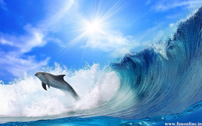 tolle delfine bilder, die ihnen sehr gut gefallen könnten - hier sind ein delfin, große wellen, blaues wasser und die sonne