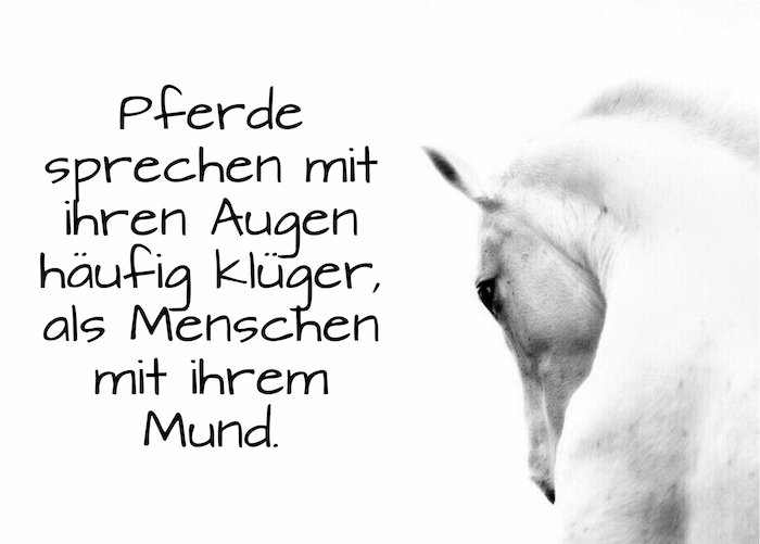 35++ Vertrauen sprueche pferde freiheit , 1001 + Ideen zum Thema schöne Pferdebilder und Pferdesprüche