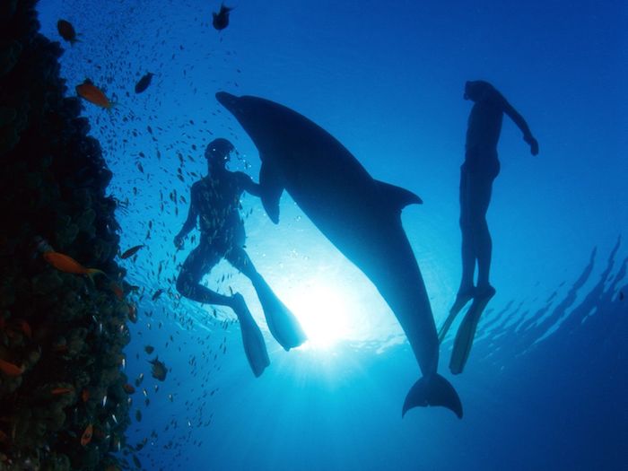 delfine bilder, die inen sehr gut gefallen könnten - hier sind zwei schwimmende menschen, kleine orangen schwimmenden fische und ein großer schwimmender delfin im meer mit einem blauen wasser