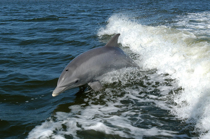 hier finden sie einen grauen delfin im sprung über dem meer mit einem blauen wasser - tolle idee zum thema delfine bilder, die ihnen sehr gut gefallen kann
