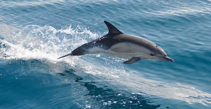 wir empfehlen ihnen, einen blick auf dieses bild zu werfen - hier finden sie einen großen grauen delfin im sprung über dem blauen wasser des meers