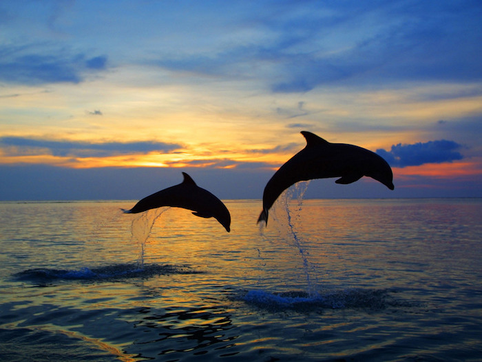 jetzt zeigen wir ihnen zwei schwarze große delfine im sonnenuntergang und im sprung über dem blauen wasser und dem meer