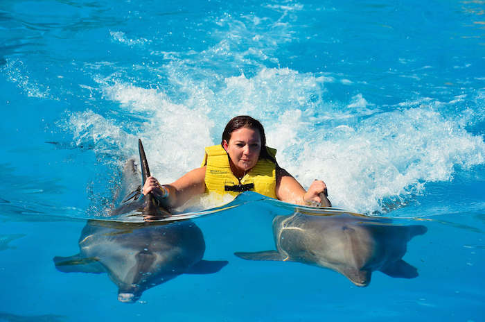 inspirierende delfine billder - hier ist ein bild mit einer schwimmenden jungen frau und zwei grauen delfinen, die in einem pool mit einem blauen wasser schwimmen