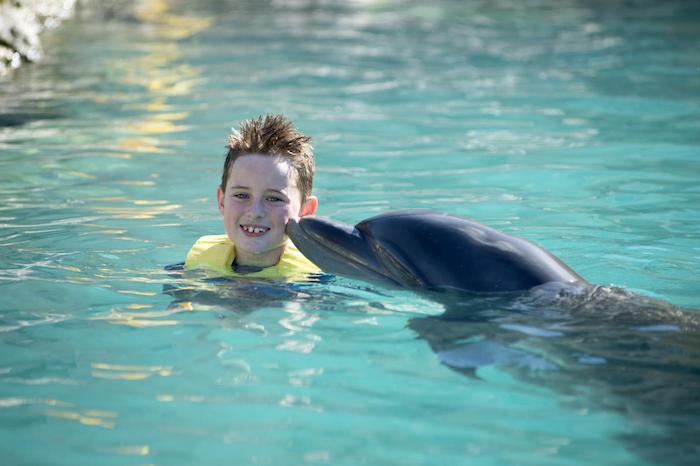 werfen sie einen blick auf dieses bild mit einem kind und einem großen grauen delfin, die zusammen in einem pool mit blauem wasser schwimmen