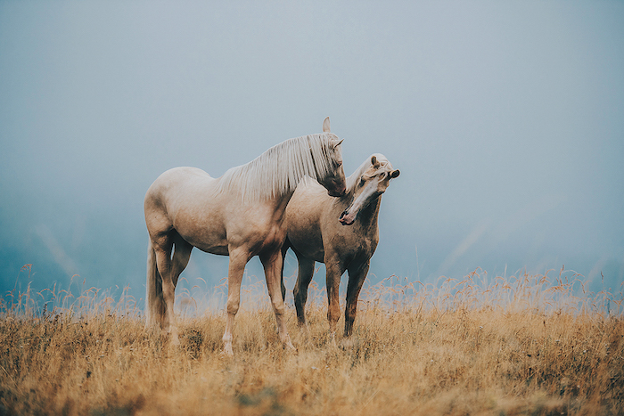 idee zum thema pferdesprüche und pferdebilder - hier finden sie zwei sich küssende braune, wilde pferde mit blauen und schwarzen augen und einem gelben grass