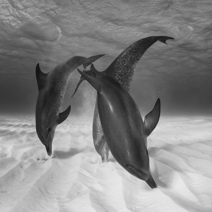 das ist ein schwarz-weißes bild mit drei schwimmenden schwarzen delfinen im meer mit grauen wasser und sand