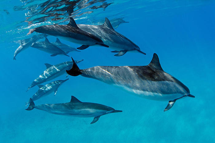 und hier ist ein bild mit schwimmenden grauen delfinen in einem meer mit einem blauen wasser 