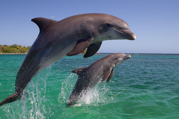 hier ist ein bild mit einem kleinen und einem großen grauen delfin im sprung über einem meer mit einem blauen wasser und einer insel mit palmen mit grünen blättern