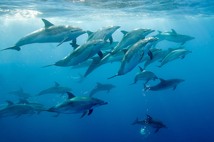 jetzt zeigen wir ihnen ein bild mit grauen schwimmenden delfinen im meer mit blauem wasser - noch eine unserer ideen zum thema delfine bilder