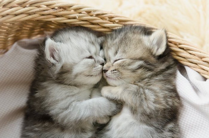 hier sind zwei katzen - graue, kleine und schlafende süße katzen -süße gute nacht mein schatz bilder 