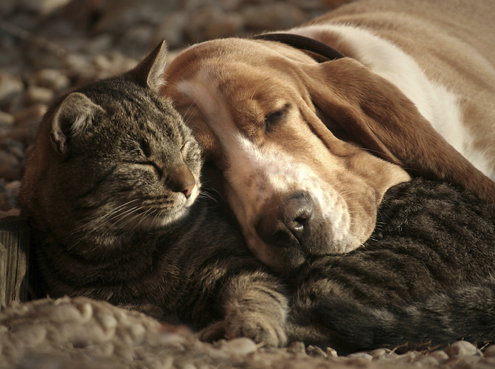 hier sind süße gute nacht bilder - eine schlafende graue katze und ein schlafender gelber hund mit einem gelben hund und einem tepprich