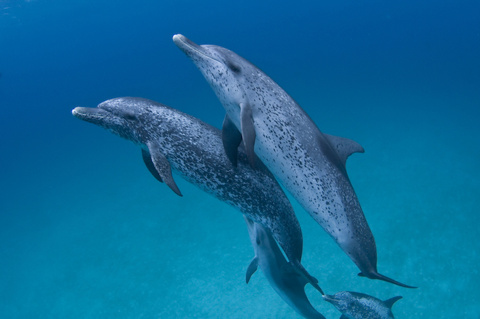 noch eine unserer ideen zum thema delfine bilder, die ihnen sehr gut gefallen könnte - ein bild mit zwei schwimmenden, großen und grauen delfinen in einem meer mit einem blauen wasser