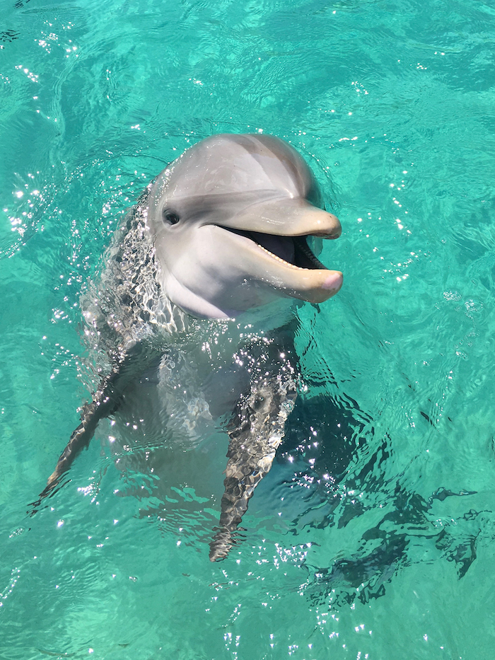 werfen sie einen blick auf diese delfine bilder - hier finden sie einen grauen delfin, dei in einem großen pool mit einem grünen wasser schwimmt