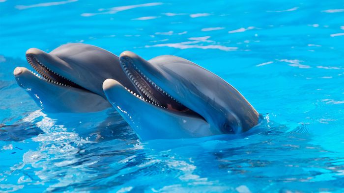 hier sind zwei graue delfine, die in einem schwimmpool mit einem blauen wasser schwimmen - idee zum thema delfine bilder 