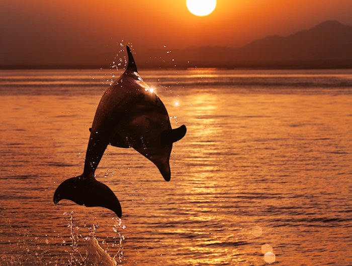 1001 Ideen Zum Thema Schone Delfine Bilder
