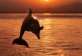 68 tolle Delfine Bilder und Legenden um diese märchenhaften Tiere