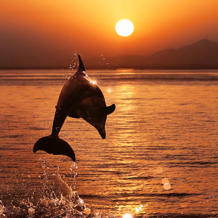 bild zum thema delfine im sonnenuntergang - hier ist ein schwarzer delfin im sprung,eine sonne, meer, sonnenuntergang und eine insel 