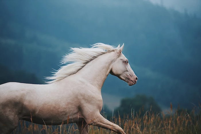 werfen sie einen blick auf diese idee zum thema pferdebilder und sehr schöne pferdesprüche - hier finden sie ein weißes schönes wildes pferd mit einer weißen dichten mähne und blauen augen