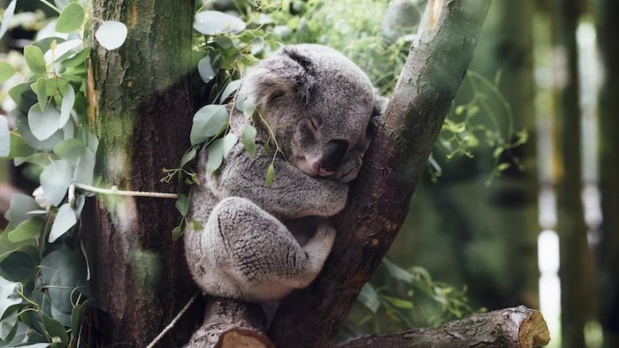 ein kleiner schlafender grauer koala mit einer schwarzen großen nase und ein baum mit grünen blättern