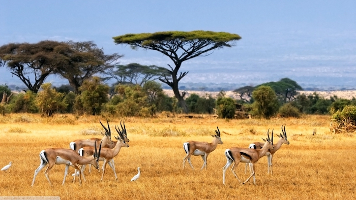 sansibar stadt verlassen und auf safari in afrika gehen tolle erlebnisse sansibar urlaub reise ferien