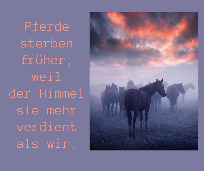 Get Weisheit pferde sprueche zum nachdenken For Android Free Weisheit Pferde Sprueche Zum Nachdenken