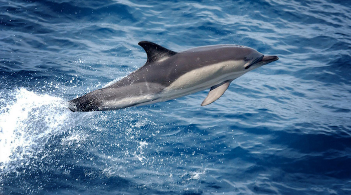noch ein grauer großer delfin im sprung über dem meer mit einem blauen wasser - tolle idee zum thema bilder delfine