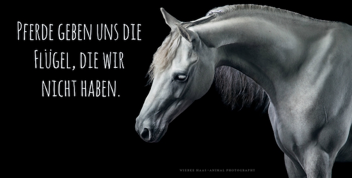 44+ Sprueche ueber vertrauen englisch , Motivierende und inspirierende Zitate berühmter Menschen Zitate über Pferde
