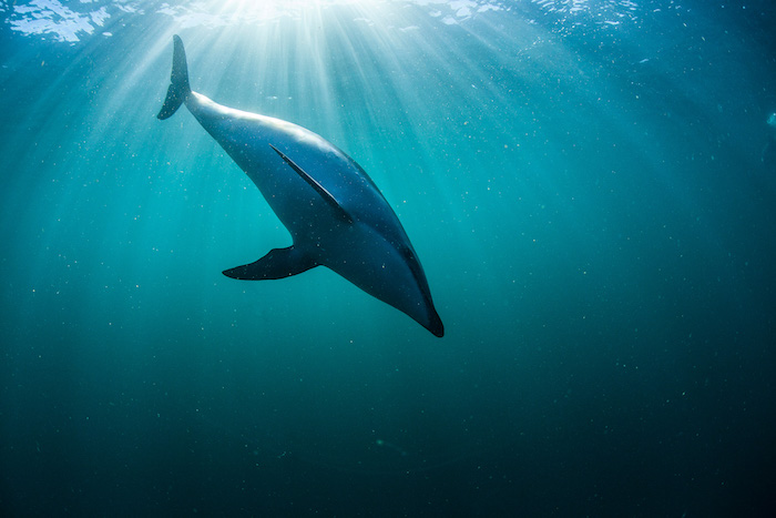 wir empgehlen ihnen, einen blick auf dieses bild zu werfen - hier ist ein großer schwimmender grauer delfin in einem meer mit einem blauen und sauberen wasser