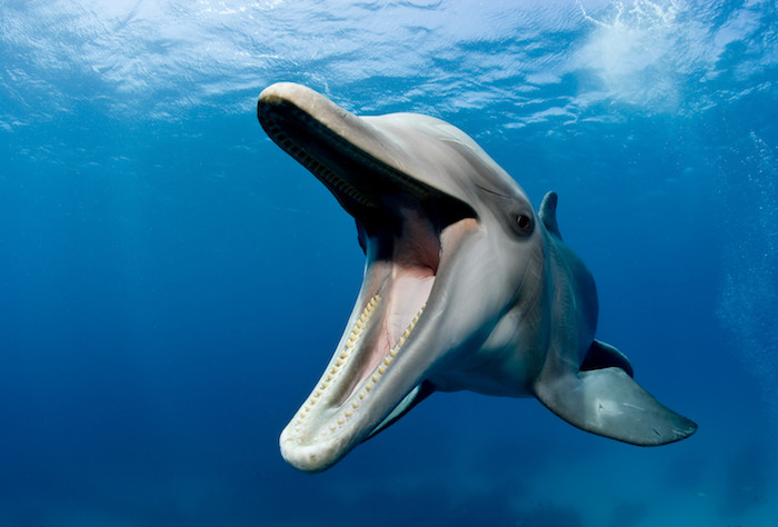 ein großer grauer delfin, der in einem meer mit einem blauen sauberen wasser schwimmt - idee zum themaschöne delfine bilder