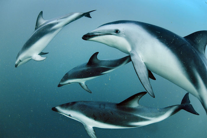vier graue delfine, die zusammen in einem meer mit einem blauen wasser schwimmen - tolle idee zum thema bilder delfine