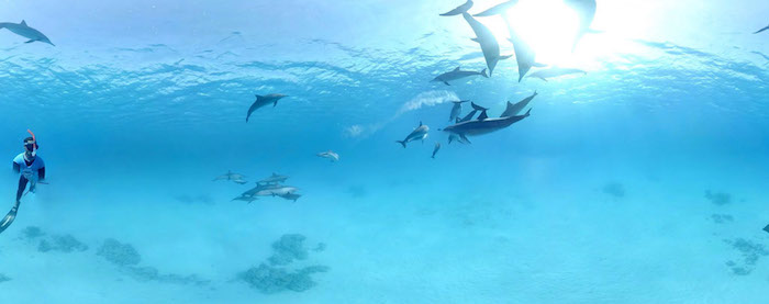 hier ist noch ein bild mit vielen delfinen, die zusammen mit einem mann in einem meer mit einem blauen wasser schwimmen