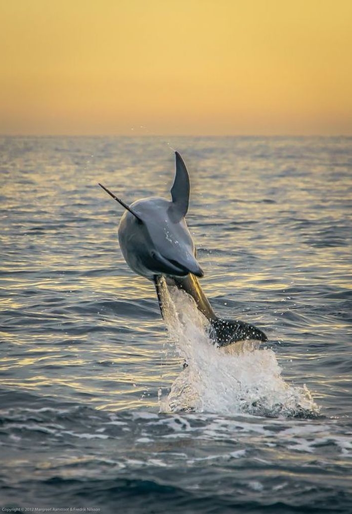 inspirierendes bild zum thema delfine im sonnenaufgang - hier zeigen wir ihnen einen delfin im sprung über dem meer mit blauem wasser