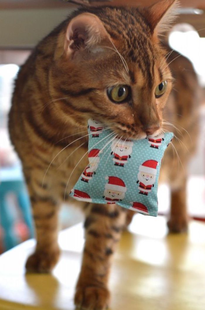 Katzenspielzeug selber machen als Geschenk zu Weihnachten ein Kissen in blauer Farbe