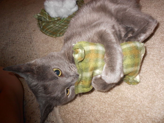 ein entzückendes graues Kätzchen hat grünes Spielzeug umarmt - Katzenspielzeuge selber machen