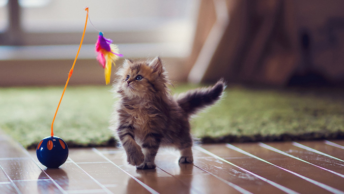 ein kleines Kätzchen das mit einem bunten Katzenspielzeug spielt - Spiele für Katzen