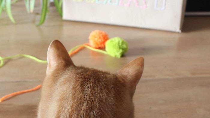 Spiele für Katzen - zwei Pompoms - die Katzen haben kugelförmige Objekte ganz gern